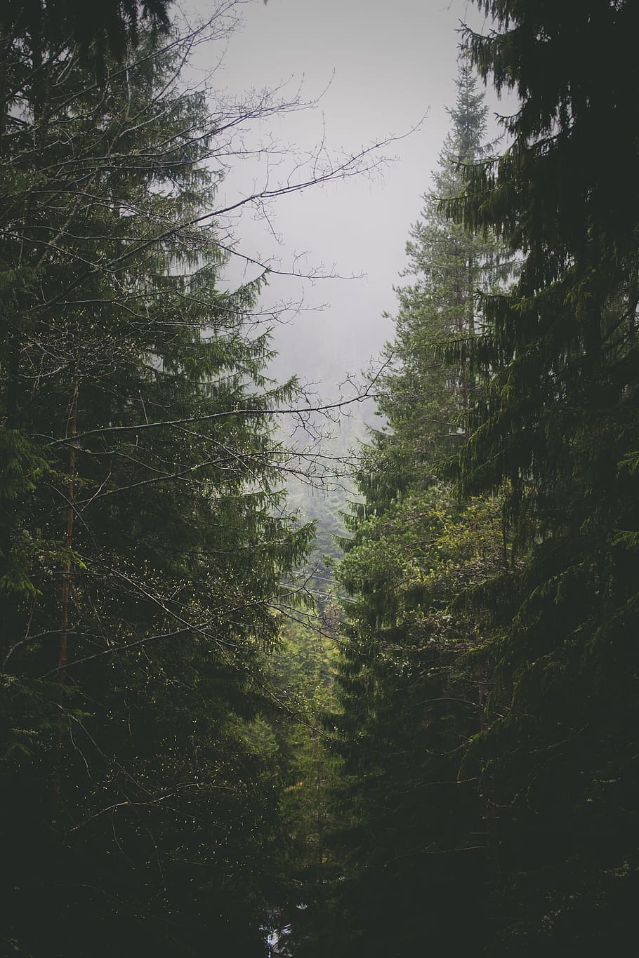 jungle, forest, tree, green, high, height, plant, growth, land HD wallpaper