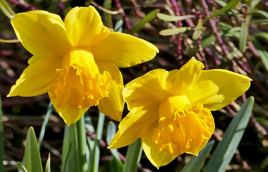 nature, botany, flowers, daffodils, spring, sun, light, shadow HD wallpaper