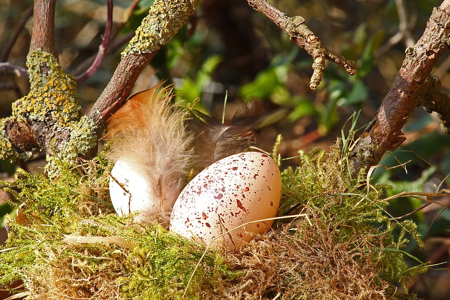 easter egg, easter nest, easter decoration, easter theme, spring HD wallpaper
