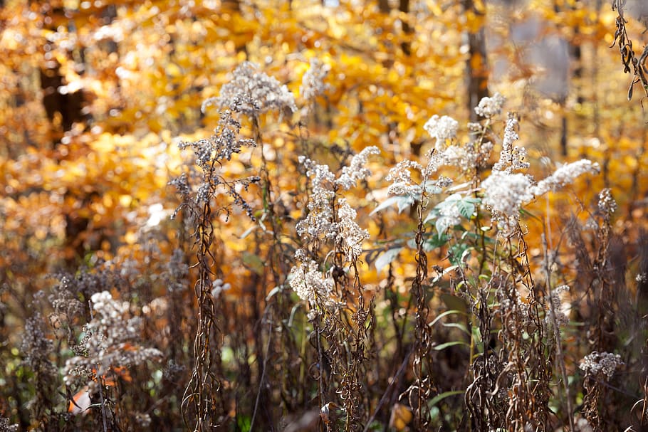 canada, toronto, plant, nature, growth, beauty in nature, day HD wallpaper
