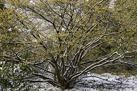 witch hazel, hamamelis, yellow, flower, winter, snow, bush HD wallpaper