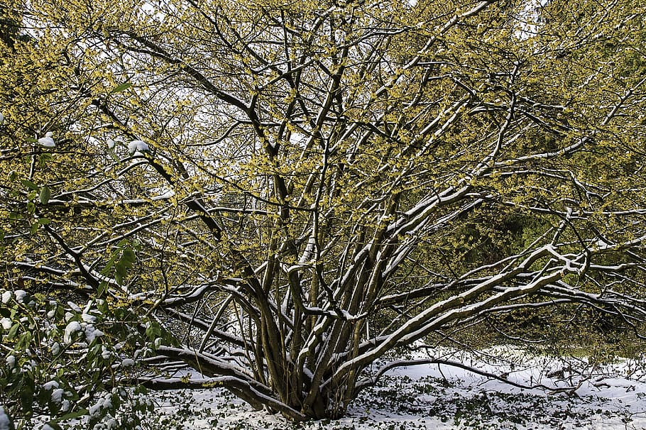 witch hazel, hamamelis, yellow, flower, winter, snow, bush HD wallpaper