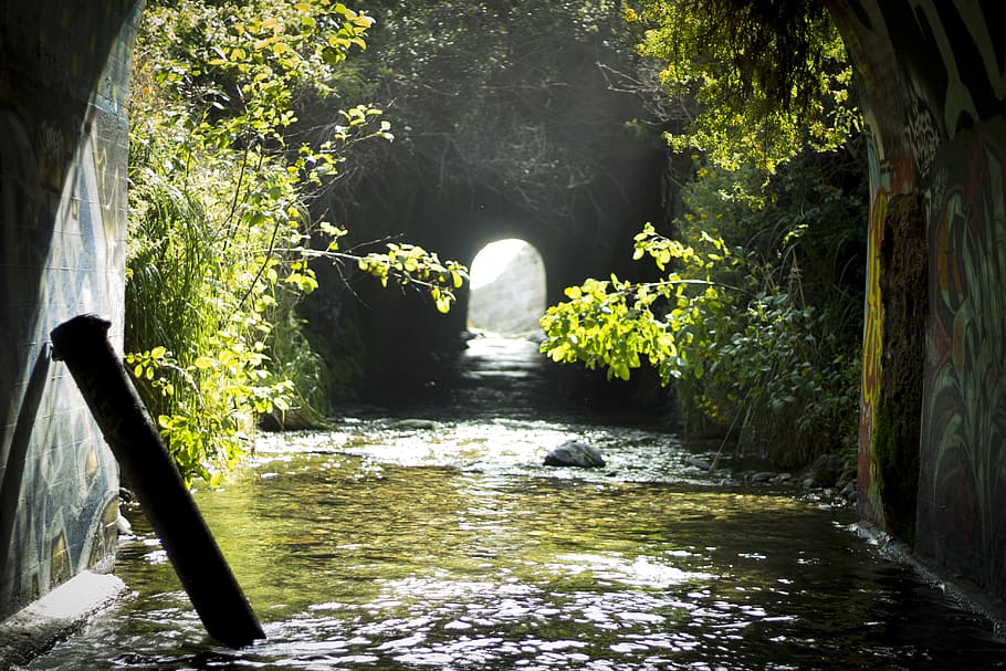 united states, davenport, water, tree, flowing water, plant