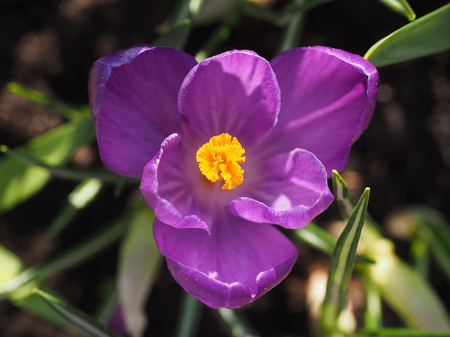 crocus, flower, blossom, bloom, violet, purple, spring, spring flower HD wallpaper