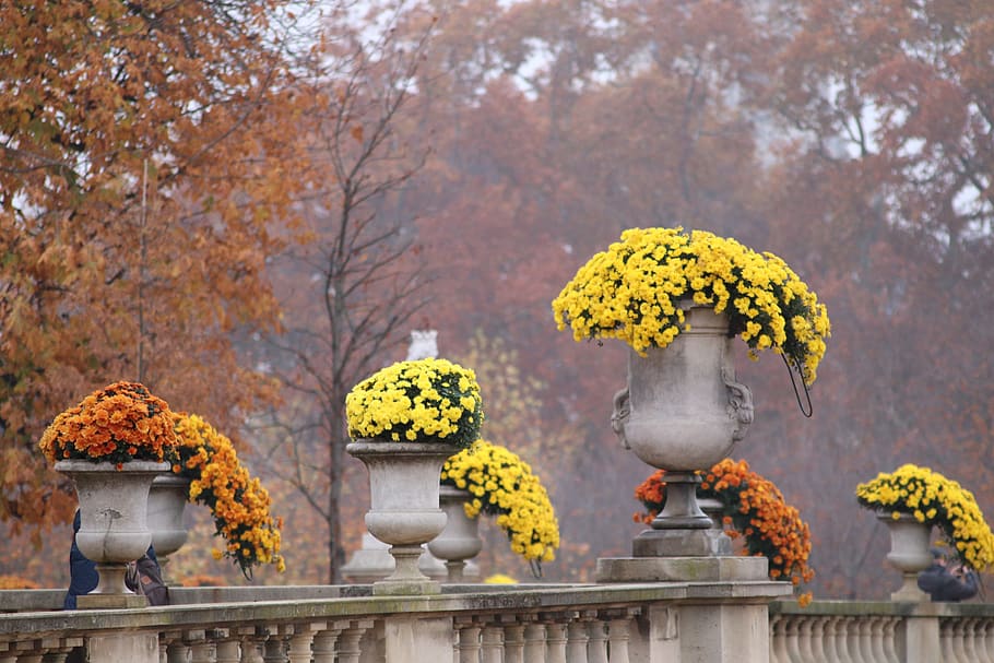 mums, flower pots stone, plants, beauty, flowers, november