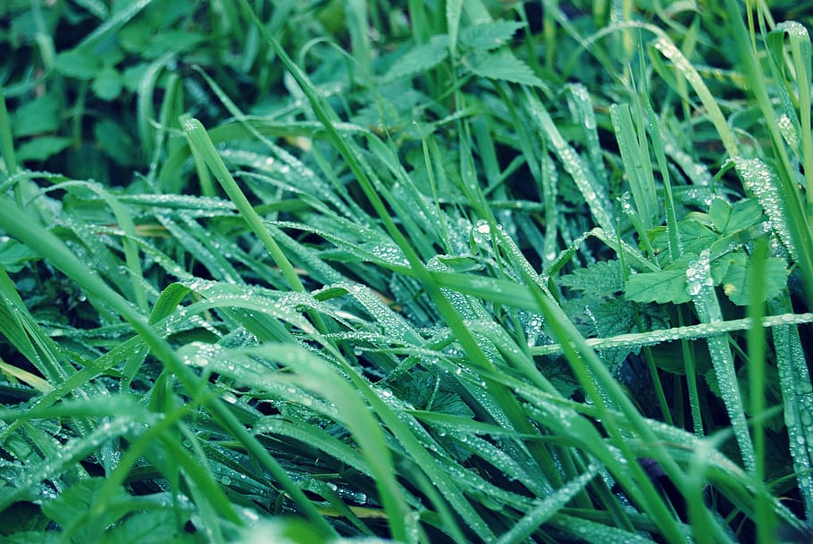 grass, rain, drops, green, rosa, wet, leaf, meadows, droplets HD wallpaper