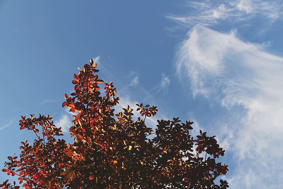 trees, fall, autumn, leaves, clouds, sky, plant, cloud - sky HD wallpaper
