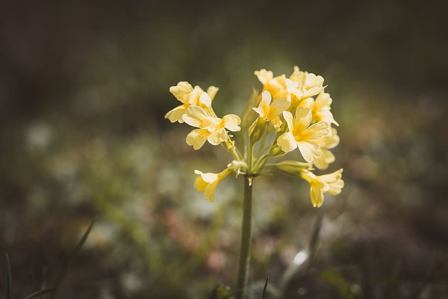 cowslip, yellow, spring, flowers, close up, nature, pointed flower HD wallpaper