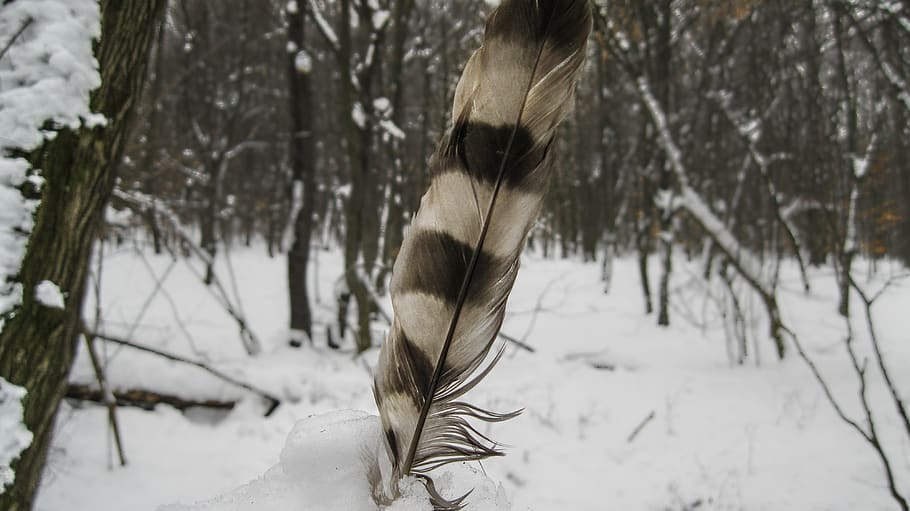 croatia, snow, forest, trees, feather, white, branches, winter HD wallpaper