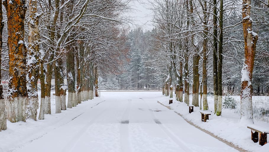 winter, snow, leann, coldly, wood, tree, nature, landscape HD wallpaper