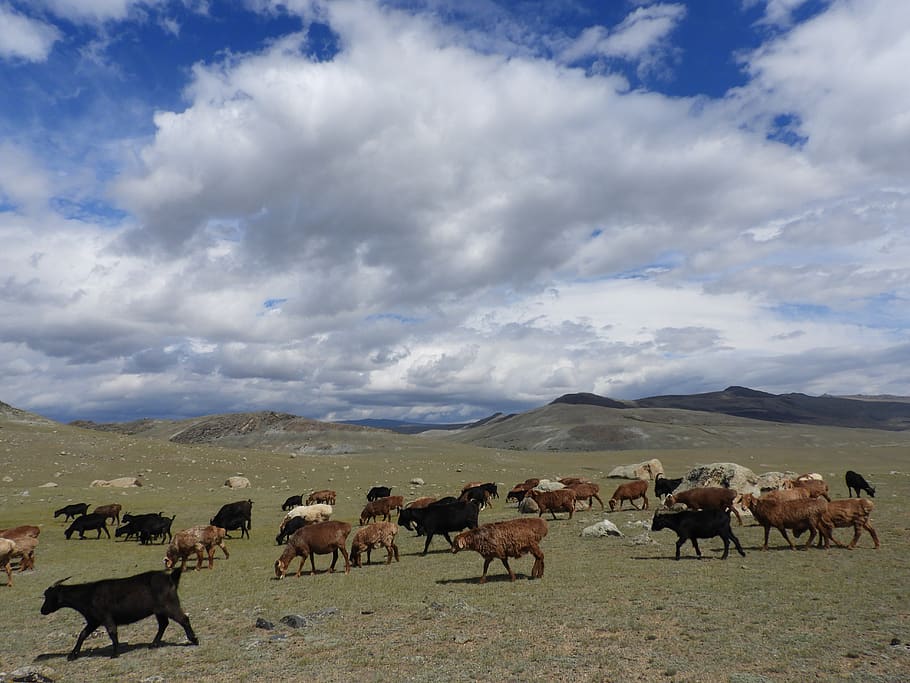 flock, sheep, goats, herd, summer, alpine meadow, pasture, clouds HD wallpaper