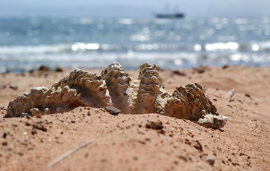 seashell, beach, sand, africa, egypt, summer, holidays, relaxation HD wallpaper