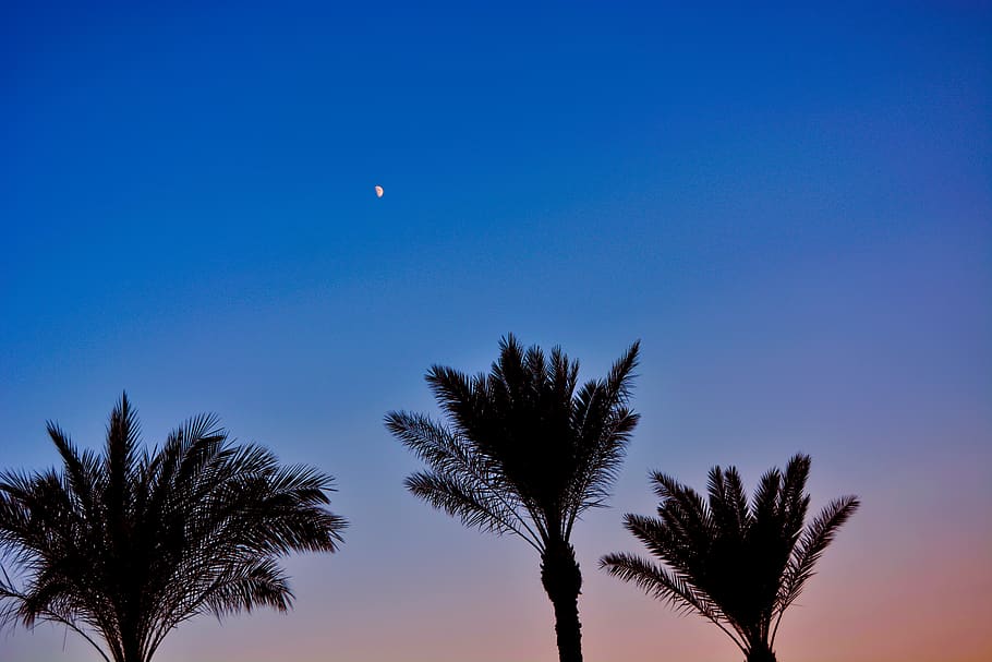 turkey, antalya, trees, palm tree, moon, sunset, sky, plant HD wallpaper