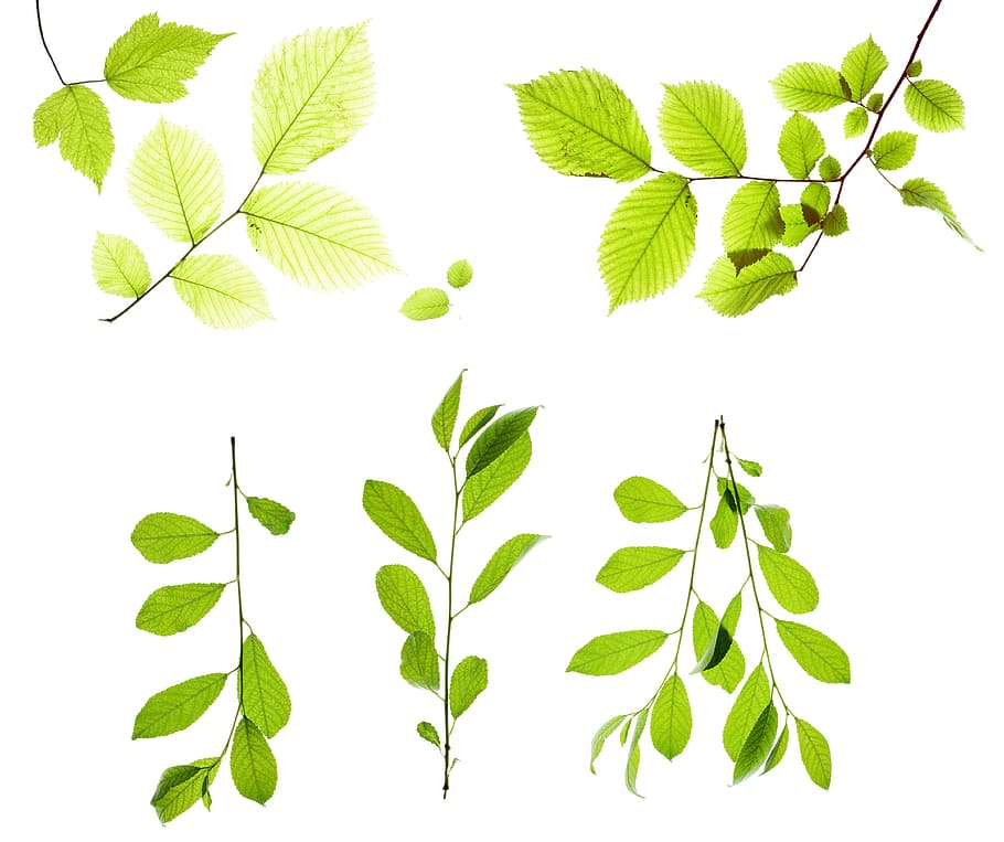 branch, decoration, leaf, leavs, leaves, laeves, leavse, white HD wallpaper
