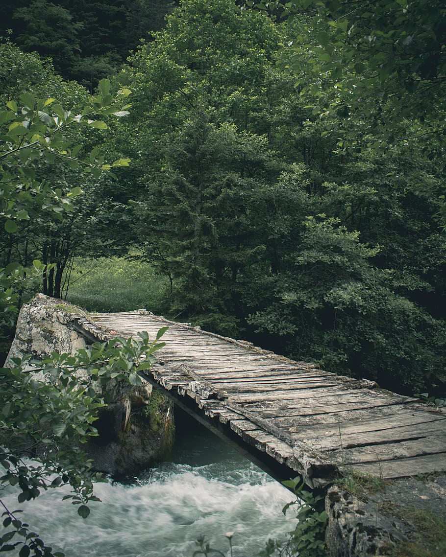 Wooden Bridge Through Forest, footbridge, river, plant, tree HD wallpaper