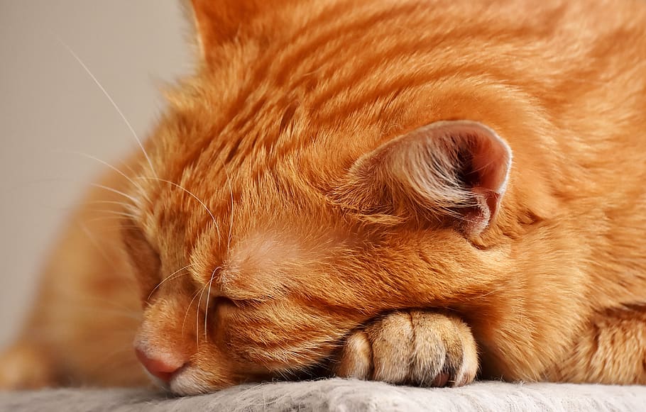 cat, red, sleep, cute, mackerel, tiger, sweet, cuddly, animal HD wallpaper