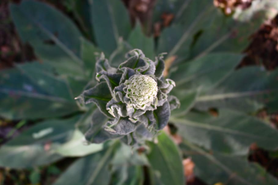 plant, desert, green, growth, leaf, plant part, beauty in nature HD wallpaper