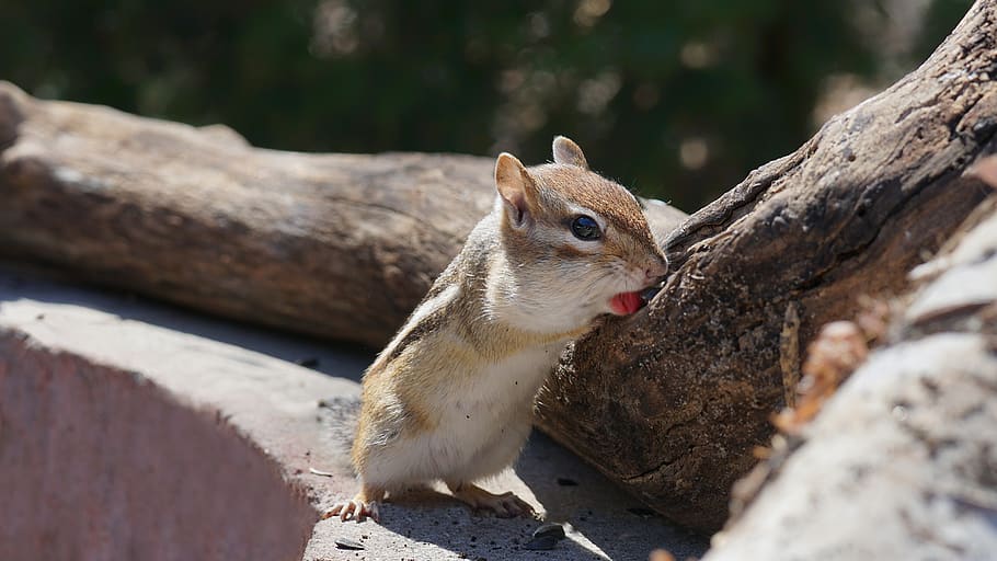 chipmunk, chippy, animals, forest, animal wildlife, animal themes HD wallpaper