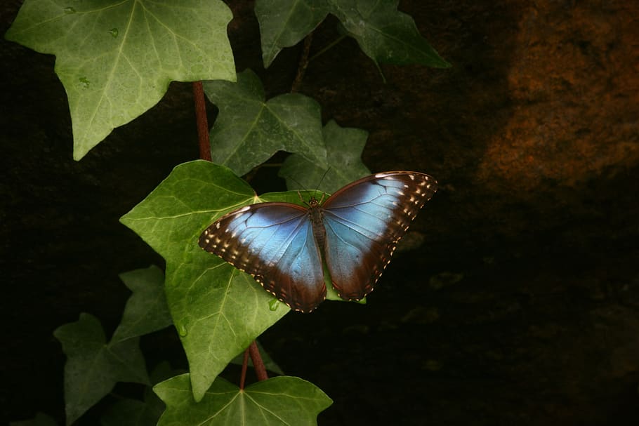 morpho, butterfly, blue, insect, nature, peleides, tropical HD wallpaper