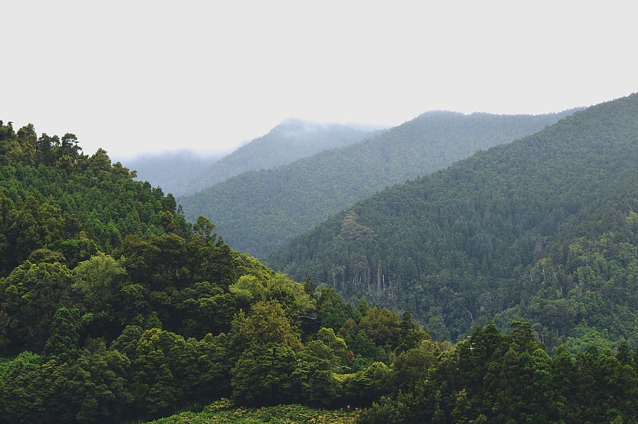 trees, nature, forest, sky, green, hight, azores, blue, fog HD wallpaper
