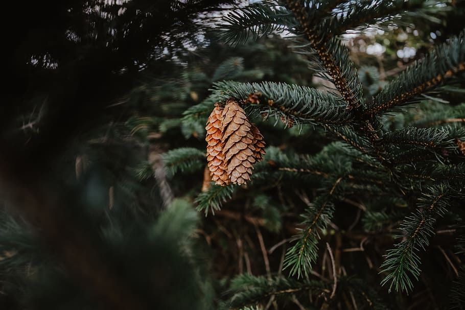 shallow focus photo of green tree, pine, cone, nature, forest HD wallpaper