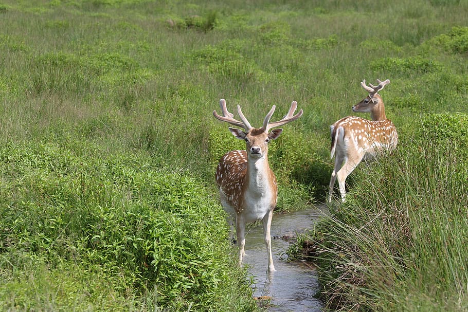 fallow deer, meadow, brook, water, grass, nature, animal, animal world HD wallpaper