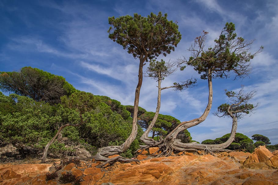corsican, pine, rocks, trunks, coniferous, tree, plant, sky HD wallpaper