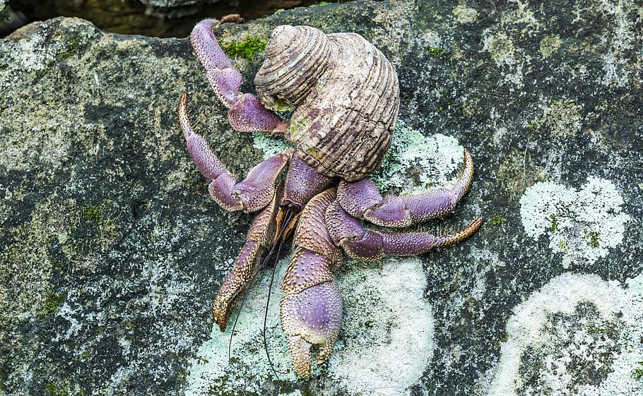 brown seashell on rock, animals in the wild, no people, animal wildlife HD wallpaper