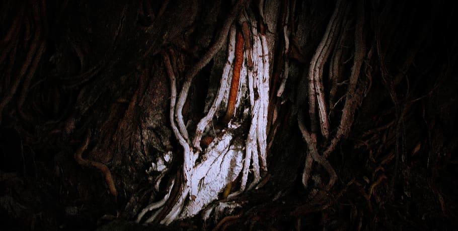 tree, vintage, forest, exploration, explore, close-up, tree trunk HD wallpaper