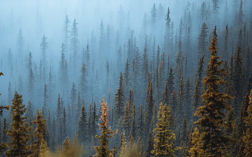 green trees during daytime, fog, pine, mountain, forest, cloud HD wallpaper