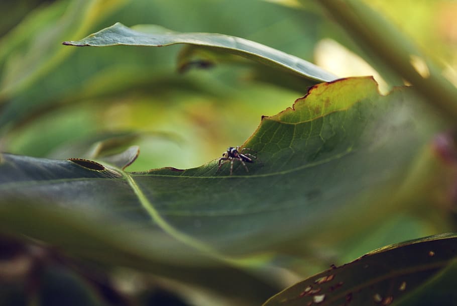 philippines, merida, spider, background, green, leaf, plant part HD wallpaper