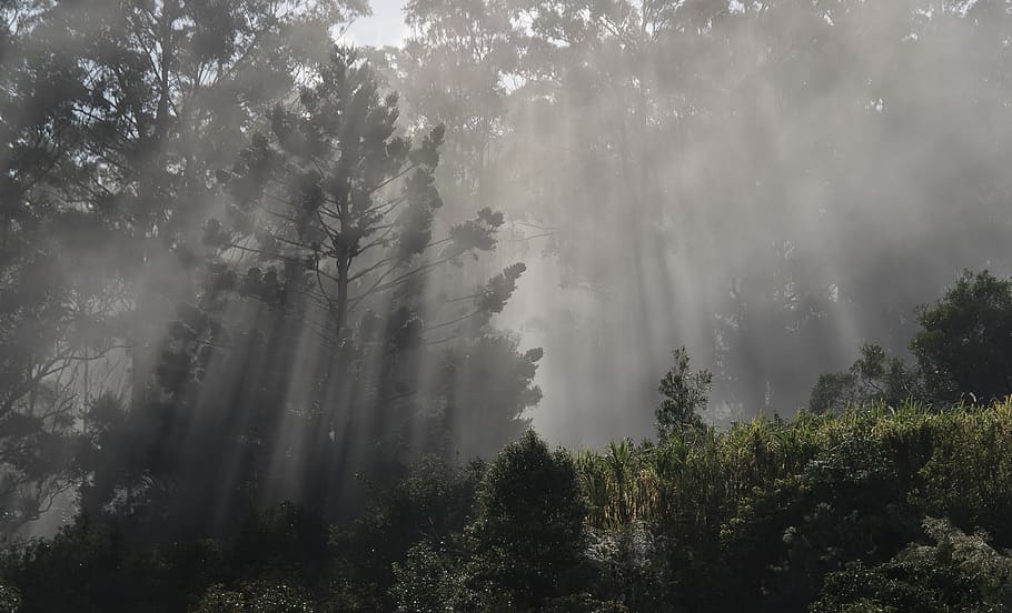 mist, sunshine, trees, light, forest, fog, rays, plant, beauty in nature HD wallpaper