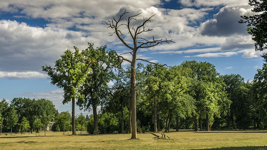 landscape, trees, sky, clouds, dead tree, nature, rest, green HD wallpaper