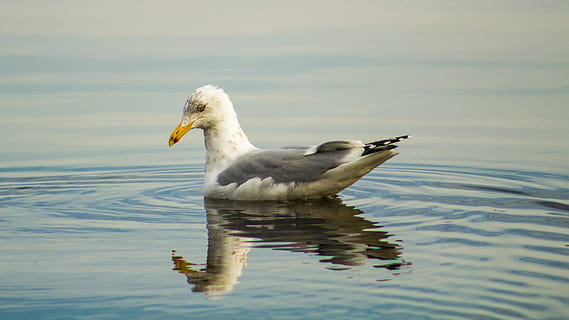 seagull, reflection, water, ri, rhode island, beach, nautical HD wallpaper