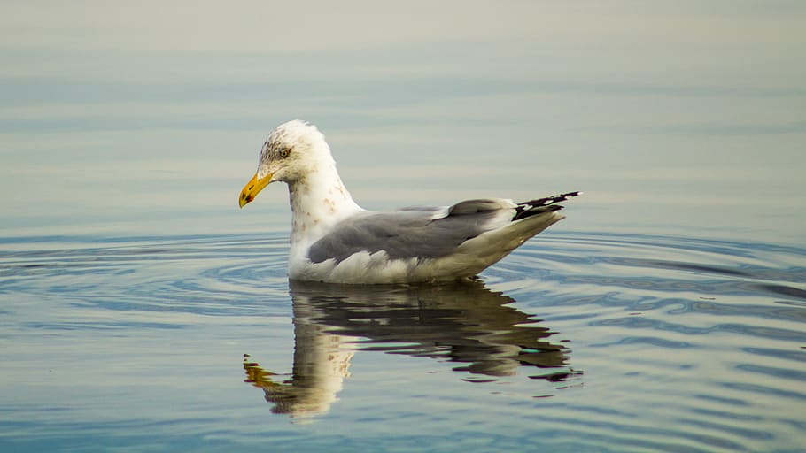 seagull, reflection, water, ri, rhode island, beach, nautical, HD wallpaper
