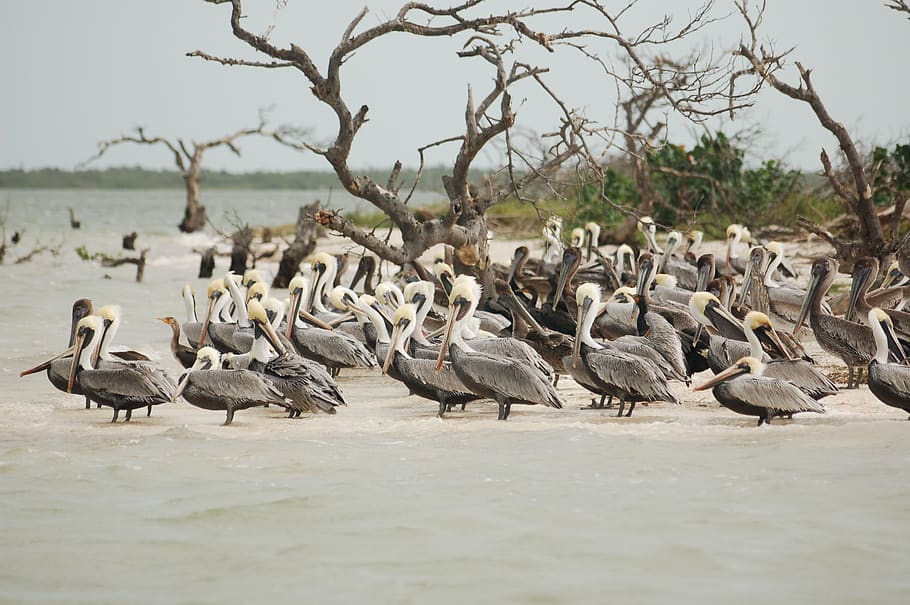 flock of birds on seashore, pelican, animal, mexico, yucatan peninsula, HD wallpaper