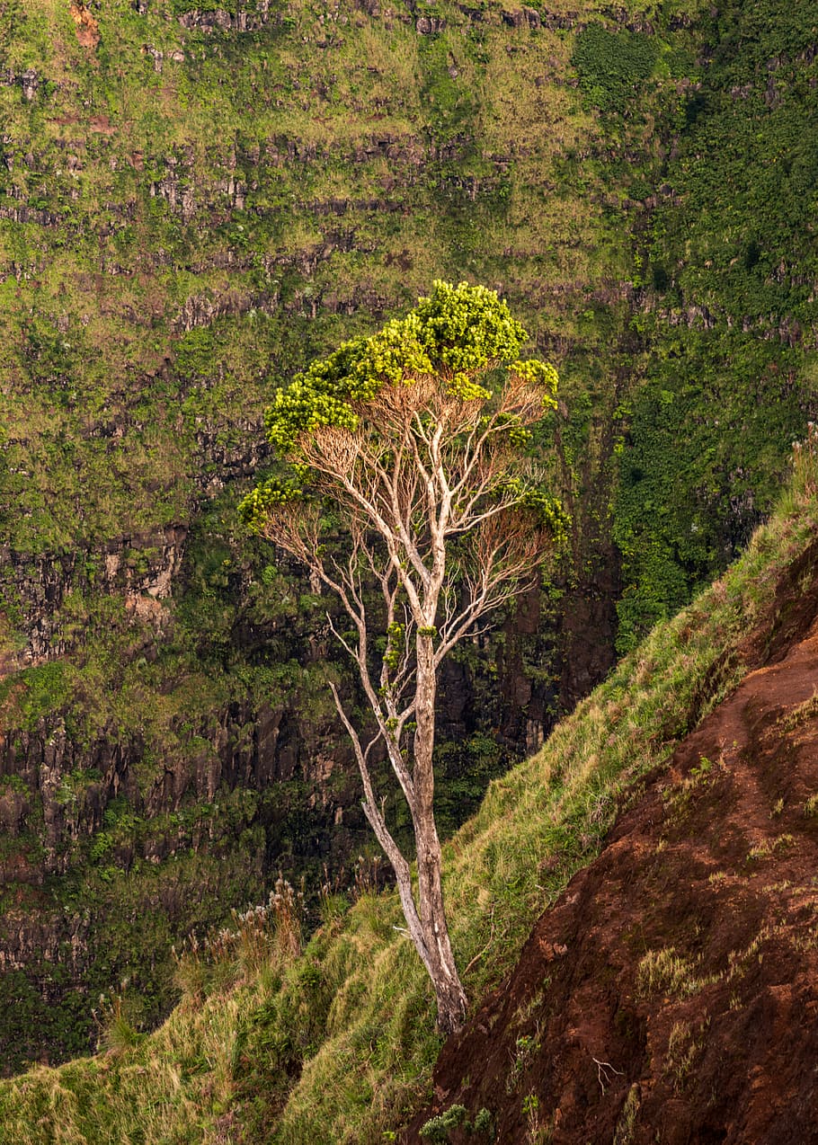 tree during daytime, plant, outdoors, nature, waimea canyon state park HD wallpaper
