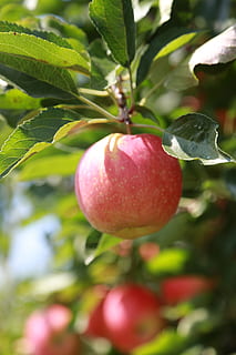apple, apple tree, fruit, orchard, wood, nature, red, ripe HD wallpaper