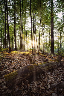 tree trunk beside trees during daytime, nature, plant, outdoors HD wallpaper