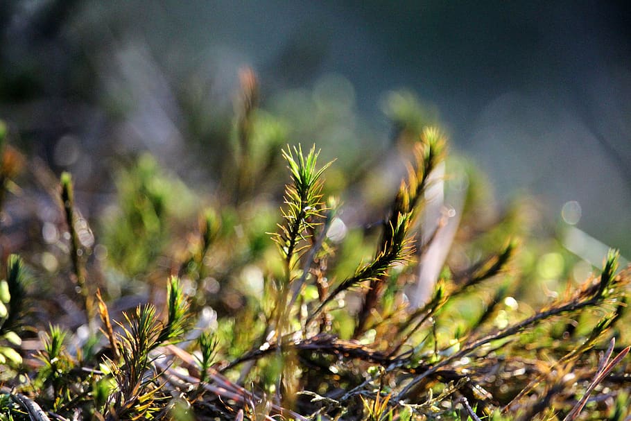 moss, forest, spring, green, silent, live, plant, growth, no people HD wallpaper