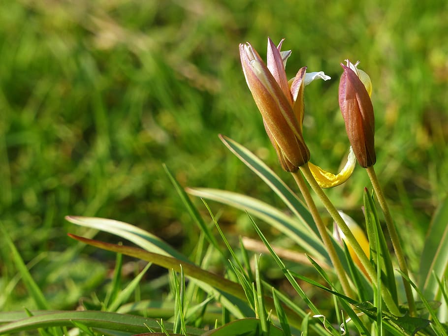 flowers, spring, pink, plant, bloom, gentle, nature, flora HD wallpaper