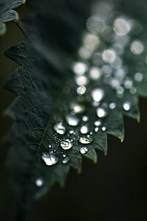 leaf with morning dew, droplet, crystal, plant, veins, accessories HD wallpaper