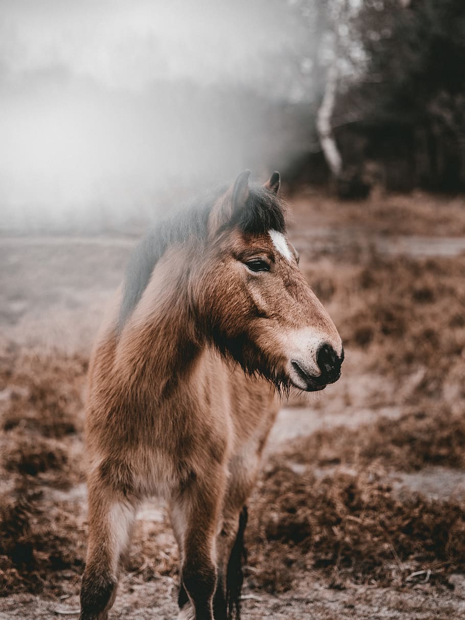 brown pony at daytime, mammal, animal, animal themes, one animal HD wallpaper