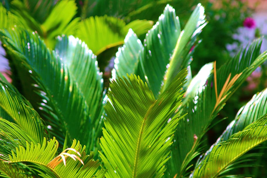 green, nature, forest, leaf, plant part, green color, growth HD wallpaper