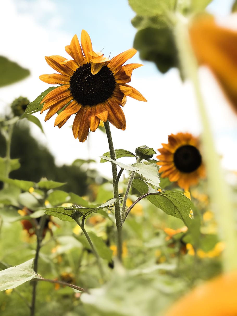 close-up photo of sunflower, leaf, foliage, stem, petal, plant HD wallpaper