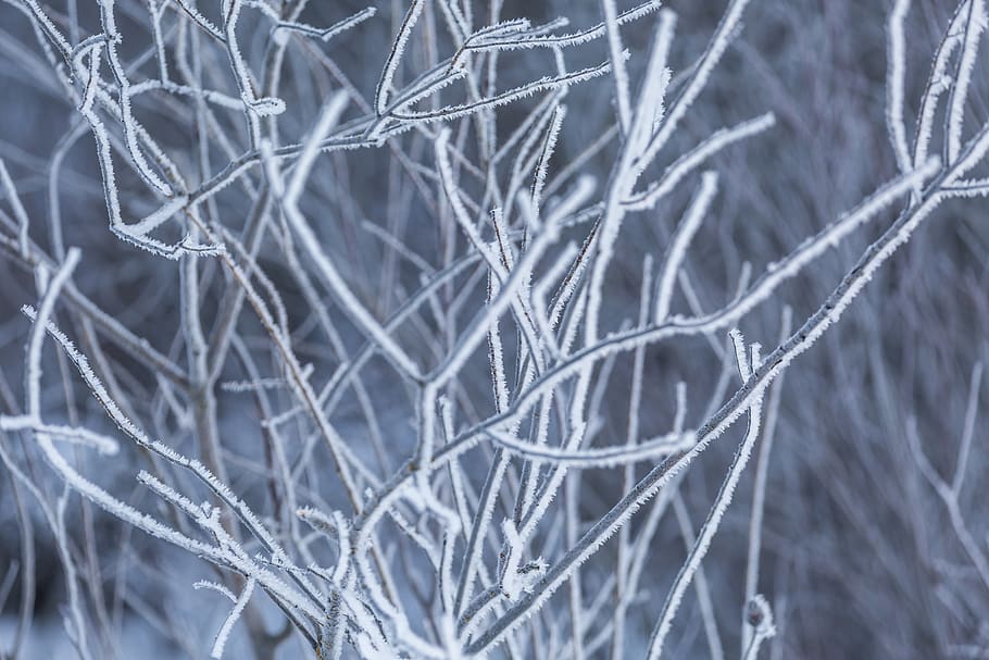 canada, wasagaming, winter, wilderness, frost, manitoba, white HD wallpaper