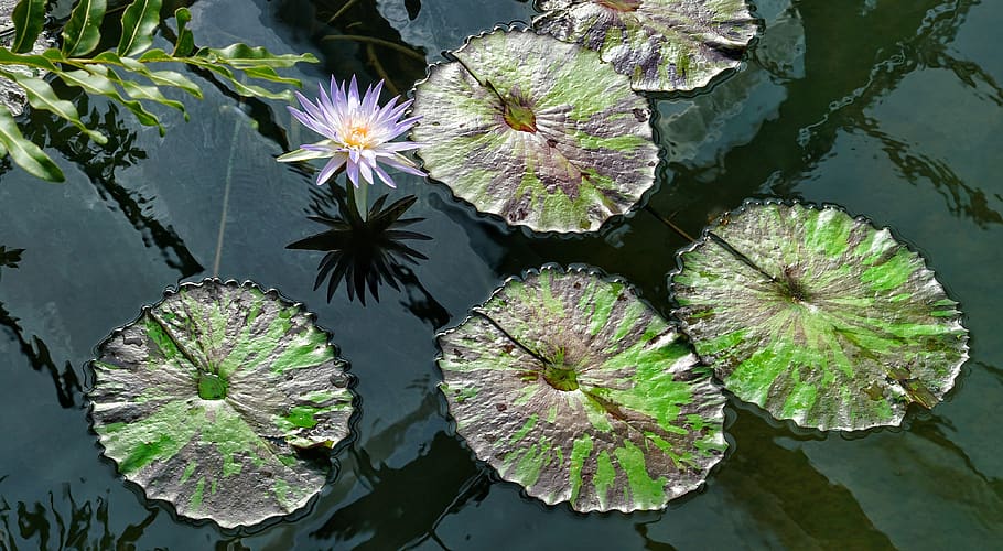 victoria amazonica, water, lily, pond, large, leaf, flora, flower, HD wallpaper