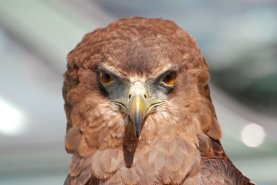 Brown Falcon, animal, close-up, hawk, macro, plumage, bird of prey HD wallpaper