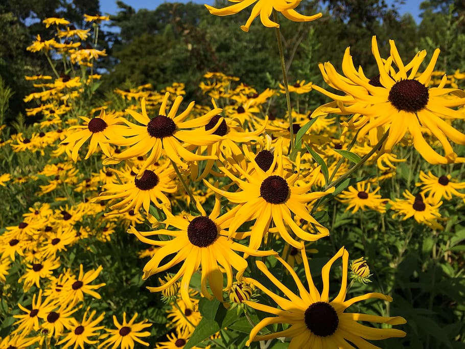 Yellow Flowers, Macro, Nature, Spring, Summer, black, repetition HD wallpaper