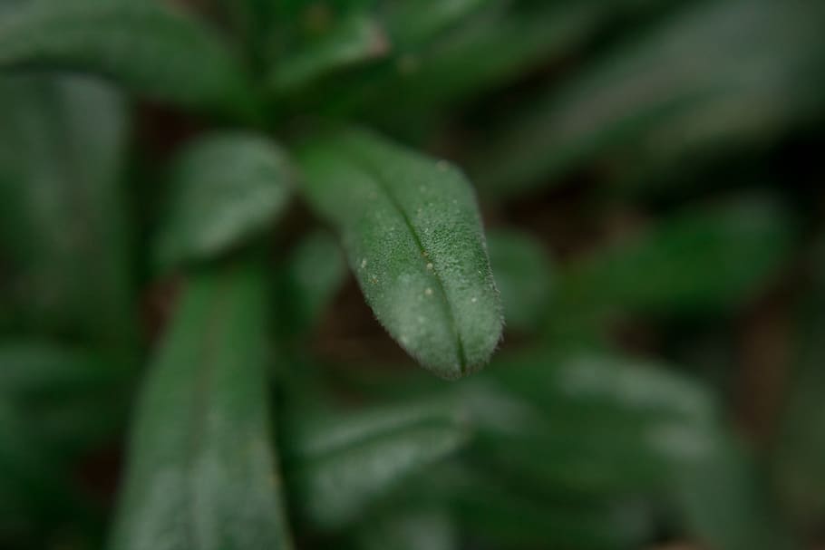 plants, winter, texture, growth, leaf, plant part, close-up HD wallpaper